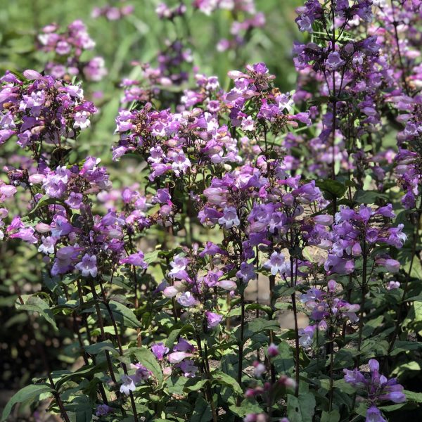 PENSTEMON MIDNIGHT MASQUERADE BEARDTONGUE