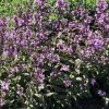 PENSTEMON MIDNIGHT MASQUERADE BEARDTONGUE