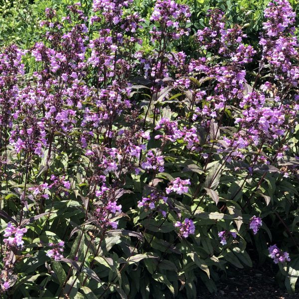 PENSTEMON MIDNIGHT MASQUERADE BEARDTONGUE