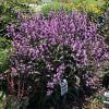 PENSTEMON MIDNIGHT MASQUERADE BEARDTONGUE