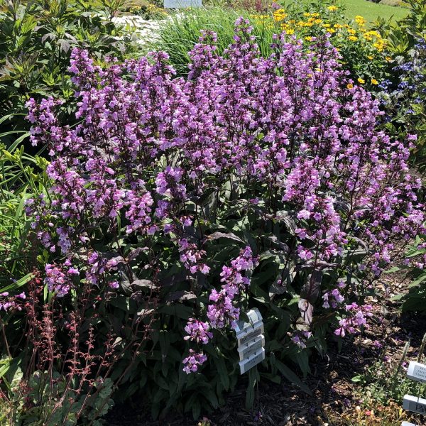 PENSTEMON MIDNIGHT MASQUERADE BEARDTONGUE