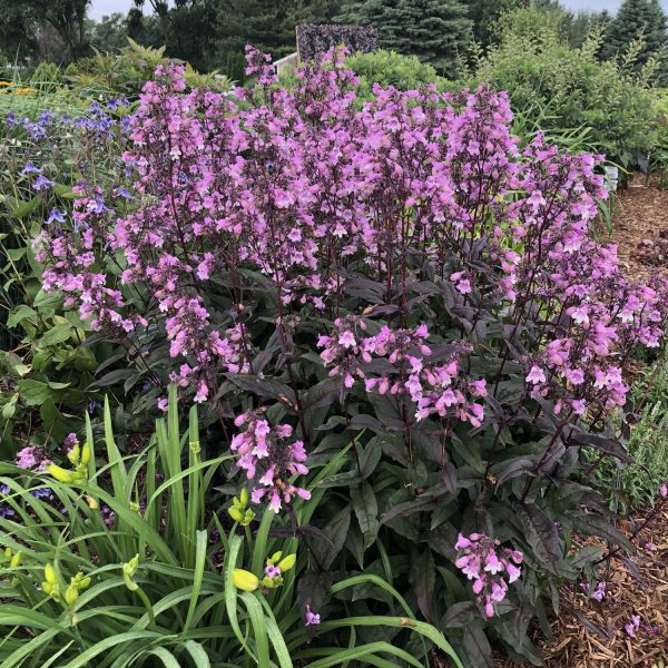 PENSTEMON MIDNIGHT MASQUERADE BEARDTONGUE