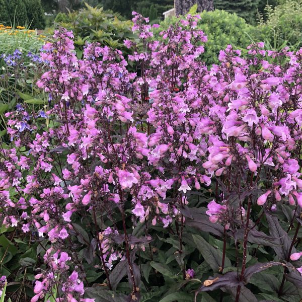 PENSTEMON MIDNIGHT MASQUERADE BEARDTONGUE