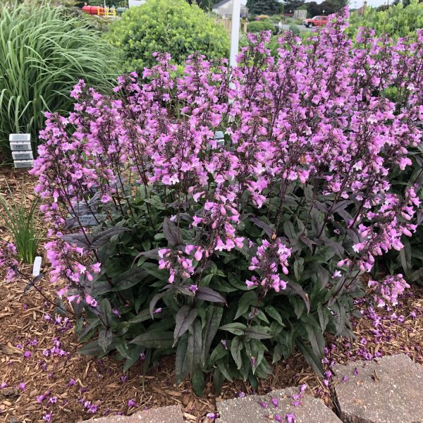 PENSTEMON MIDNIGHT MASQUERADE BEARDTONGUE