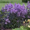 PENSTEMON MIDNIGHT MASQUERADE BEARDTONGUE