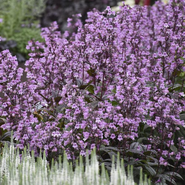 PENSTEMON MIDNIGHT MASQUERADE BEARDTONGUE