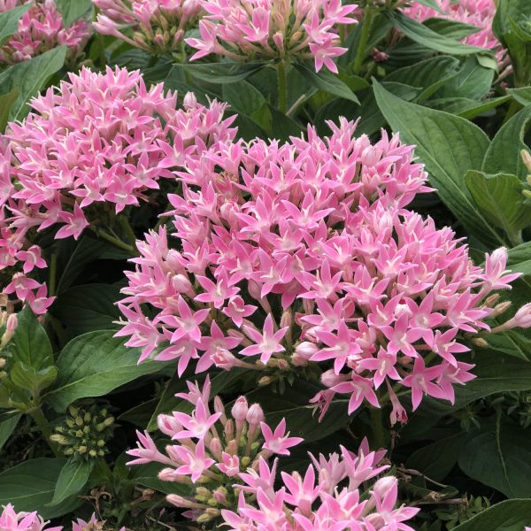 PENTAS SUNSTAR PINK EGYPTIAN STAR FLOWER