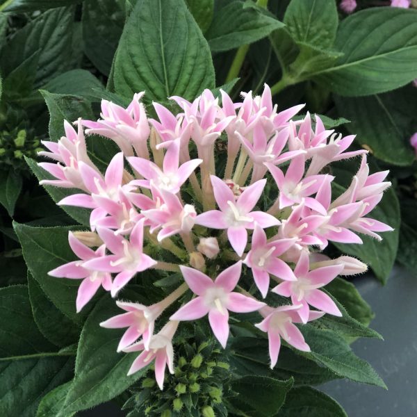 PENTAS SUNSTAR PINK EGYPTIAN STAR FLOWER