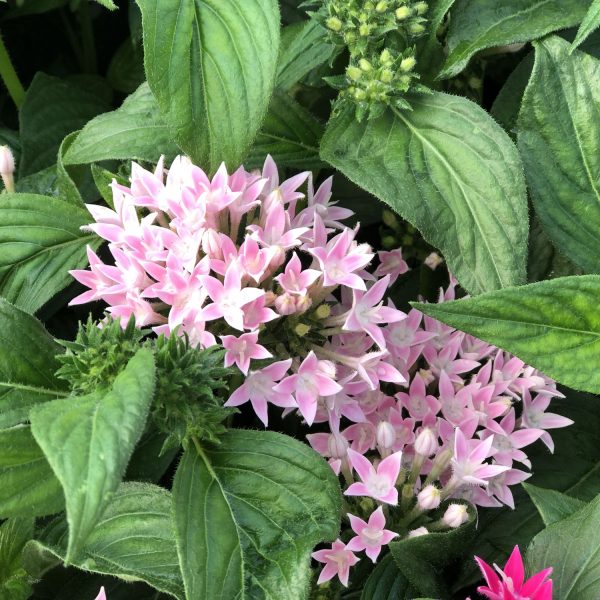 PENTAS SUNSTAR PINK EGYPTIAN STAR FLOWER