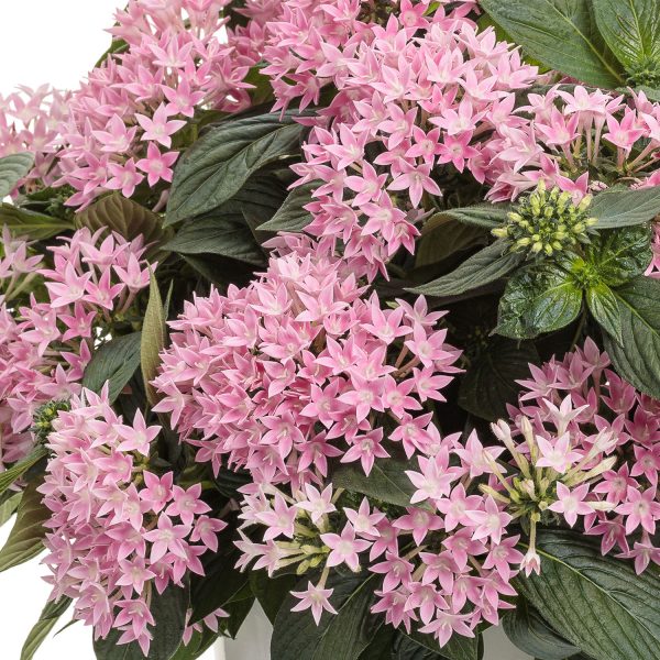 PENTAS SUNSTAR PINK EGYPTIAN STAR FLOWER