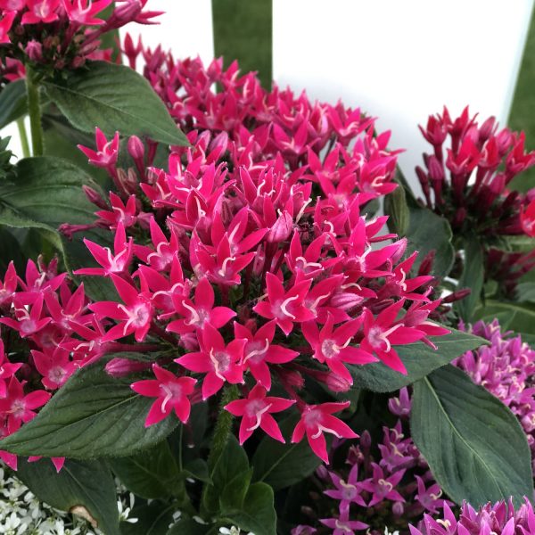 PENTAS SUNSTAR RED EGYPTIAN STAR FLOWER