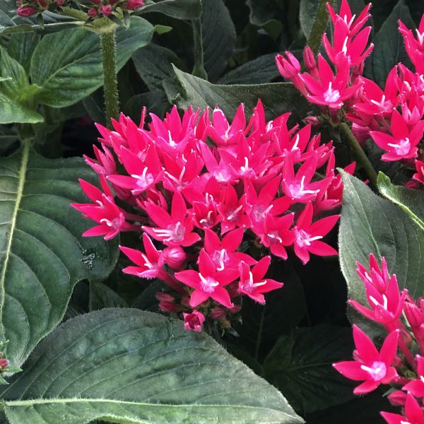 PENTAS SUNSTAR RED EGYPTIAN STAR FLOWER