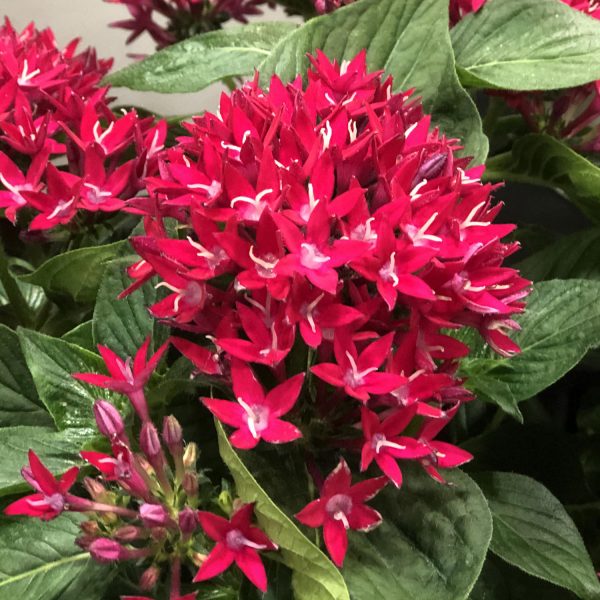 PENTAS SUNSTAR RED EGYPTIAN STAR FLOWER