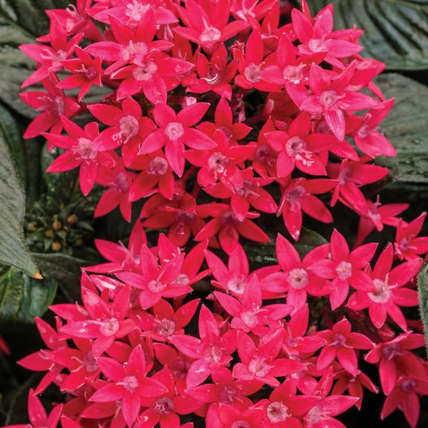 PENTAS SUNSTAR RED EGYPTIAN STAR FLOWER