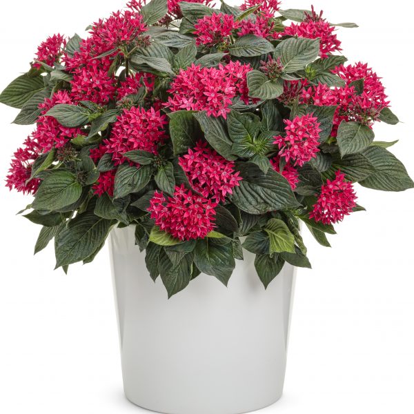 PENTAS SUNSTAR RED EGYPTIAN STAR FLOWER