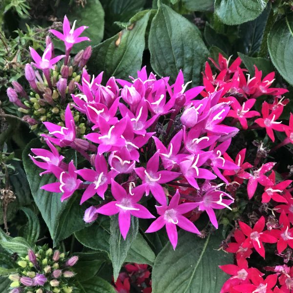 PENTAS SUNSTAR ROSE EGYPTIAN STARTAR FLOWER