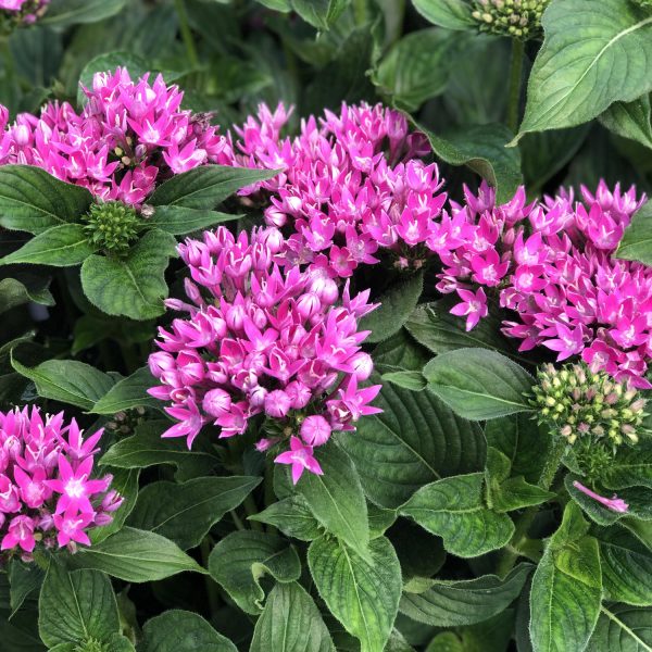 PENTAS SUNSTAR ROSE EGYPTIAN STAR FLOWER