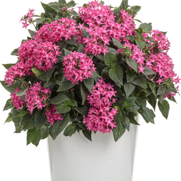 PENTAS SUNSTAR ROSE EGYPTIAN STAR FLOWER