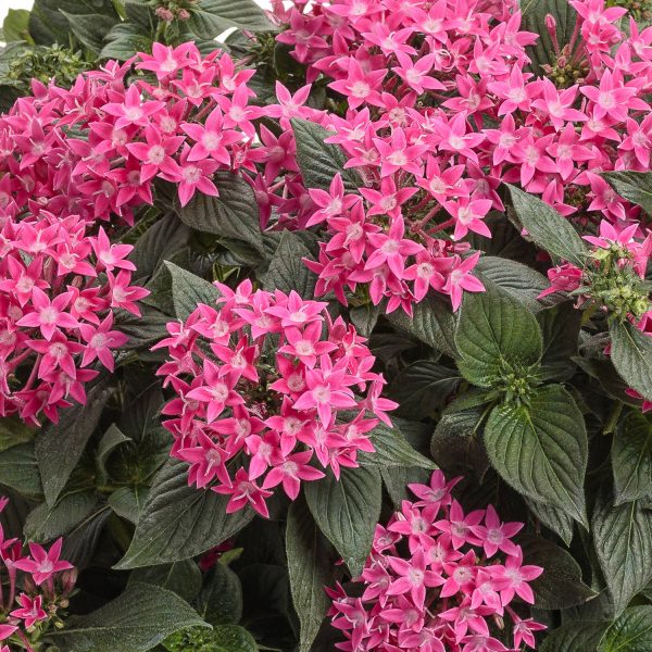 SUNSTAR™ Rose Pentas - Garden Crossings