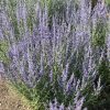 PEROVSKIA DENIM N LACE RUSSIAN SAGE
