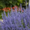 PEROVSKIA DENIM N LACE RUSSIAN SAGE