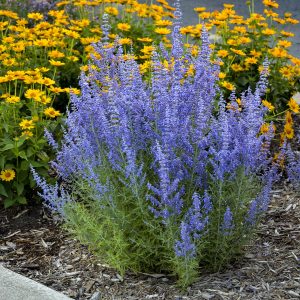 Perovskia - Russian Sage