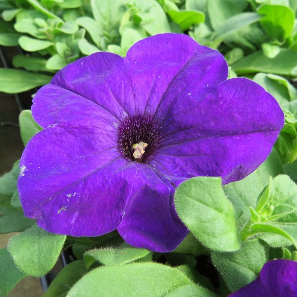 PETUNIA EZ RIDER BLUE PETUNIA