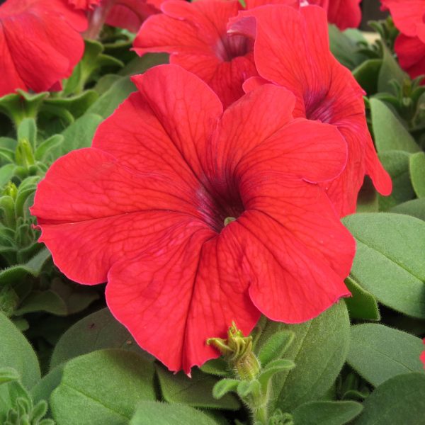 Petunia EZ-RIDER Red - Buy Annuals Online