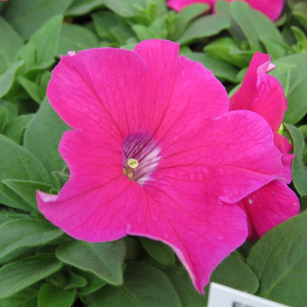 PETUNIA EZ RIDER ROSE