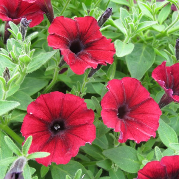 PETUNIA SUPERTUNIA BLACK CHERRY PETUNIA