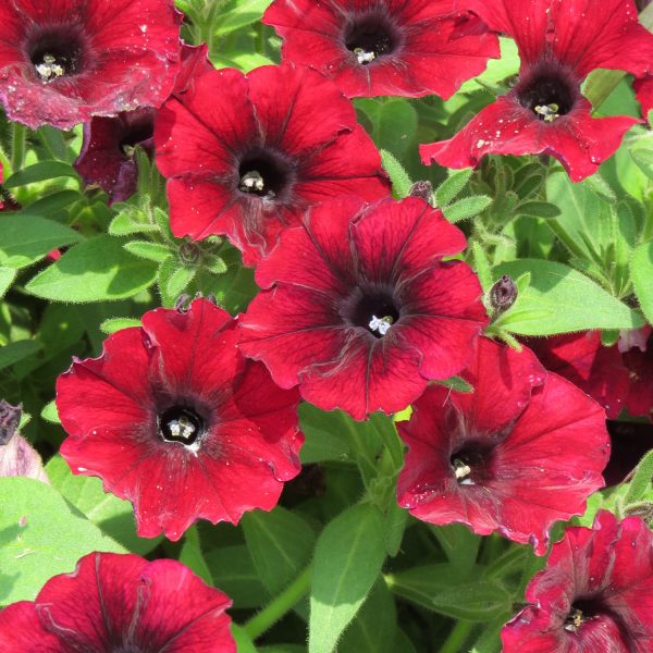 PETUNIA SUPERTUNIA BLACK CHERRY PETUNIA