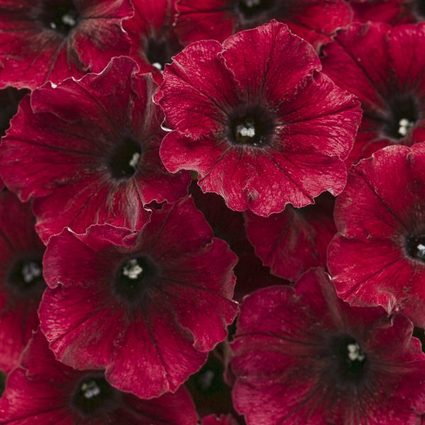 PETUNIA SUPERTUNIA BLACK CHERRY PETUNIA