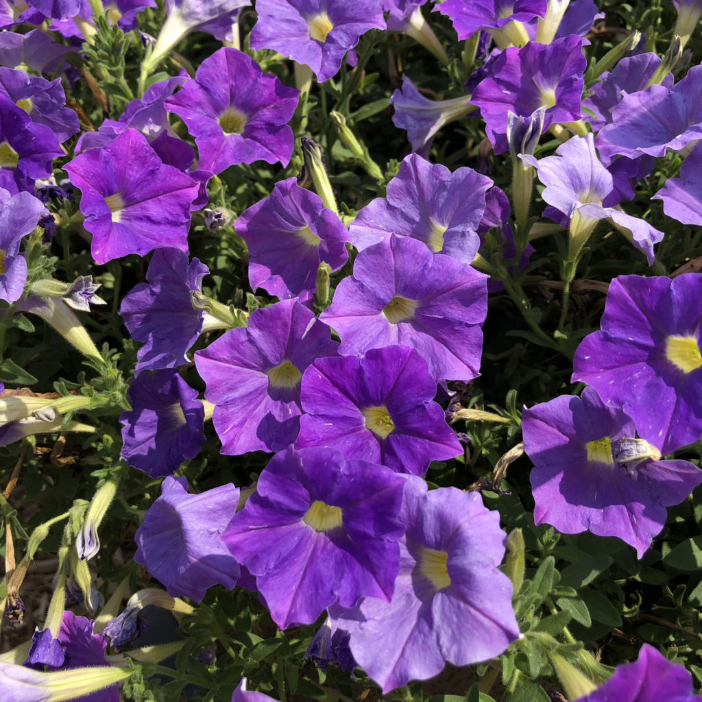 PETUNIA SUPERTUNIA BLUE SKIES PETUNIA