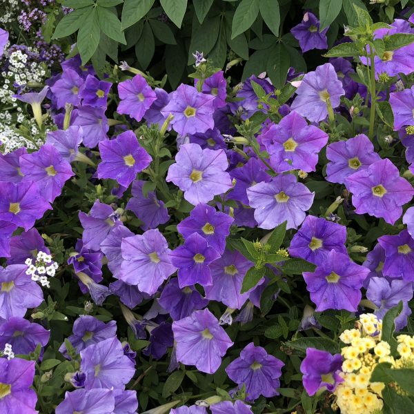 PETUNIA SUPERTUNIA BLUE SKIES PETUNIA