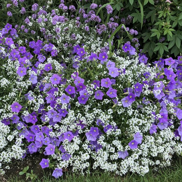 PETUNIA SUPERTUNIA BLUE SKIES PETUNIA