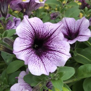 PETUNIA SUPERTUNIA BORDEAUX PETUNIA