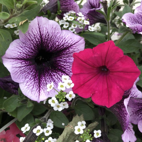 PETUNIA SUPERTUNIA BORDEAUX PETUNIA