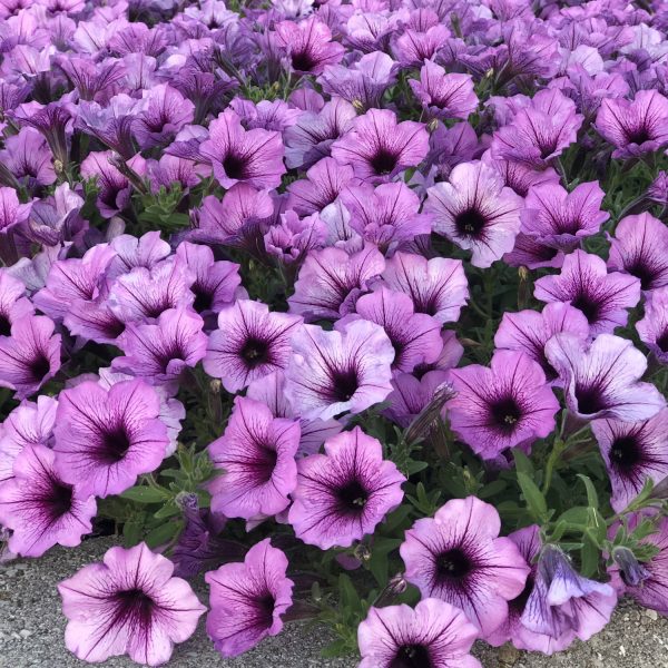 PETUNIA SUPERTUNIA BORDEAUX PETUNIA