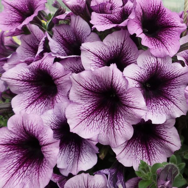 PETUNIA SUPERTUNIA BORDEAUX PETUNIA