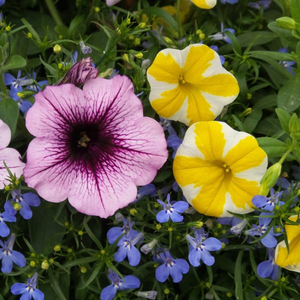 PETUNIA SUPERTUNIA BORDEAUX PETUNIA