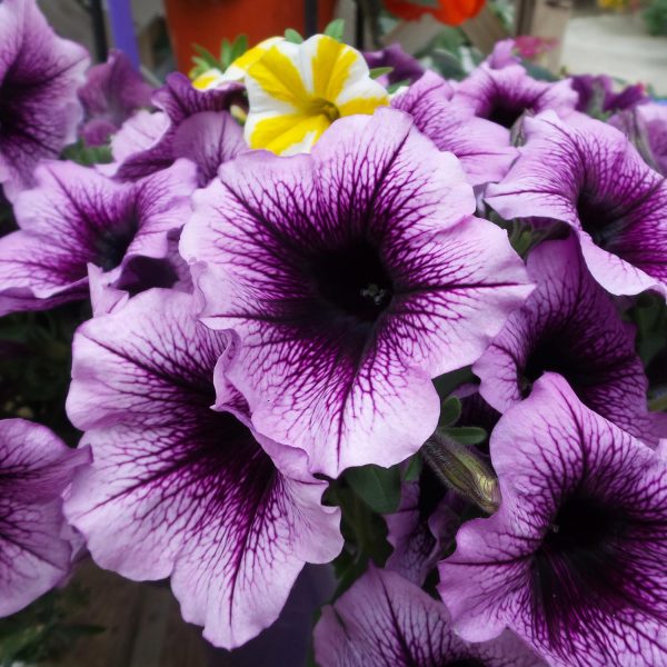 PETUNIA SUPERTUNIA BORDEAUX PETUNIA