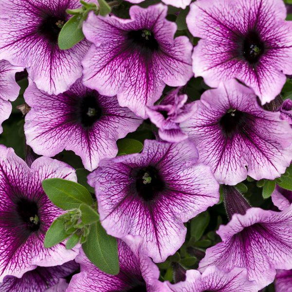 PETUNIA SUPERTUNIA BORDEAUX PETUNIA