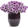 PETUNIA SUPERTUNIA BORDEAUX PETUNIA