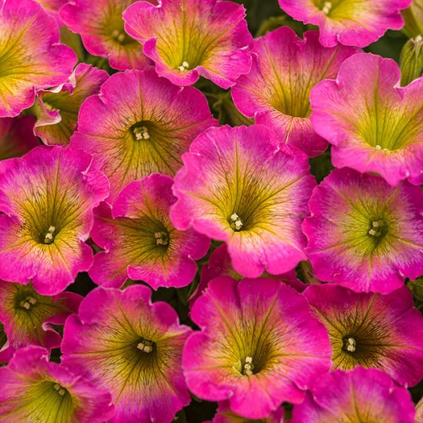 PETUNIA SUPERTUNIA DAYBREAK CHARM PETUNIA