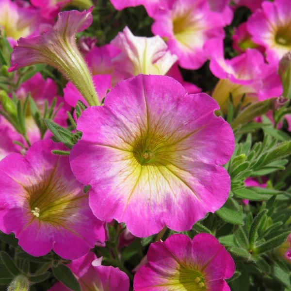 PETUNIA SUPERTUNIA DAYBREAK CHARM PETUNIA