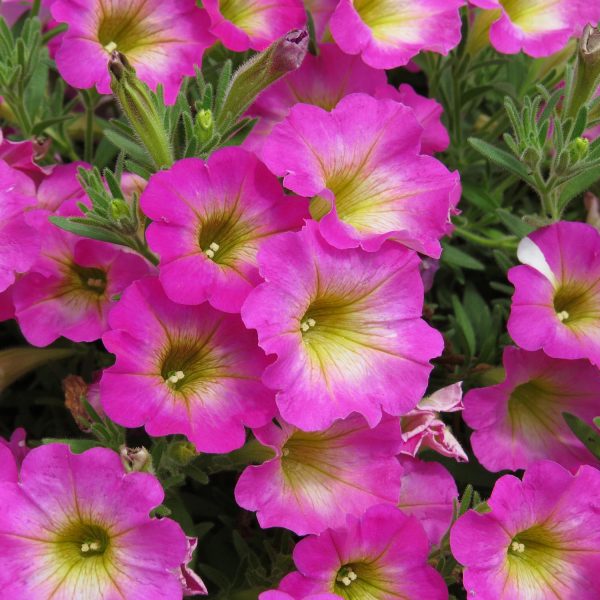 PETUNIA SUPERTUNIA DAYBREAK CHARM PETUNIA