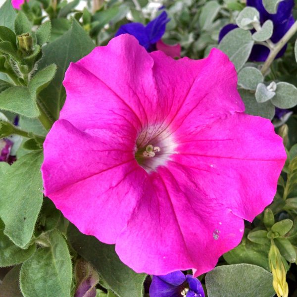 PETUNIA SUPERTUNIA GIANT PINK PETUNIA