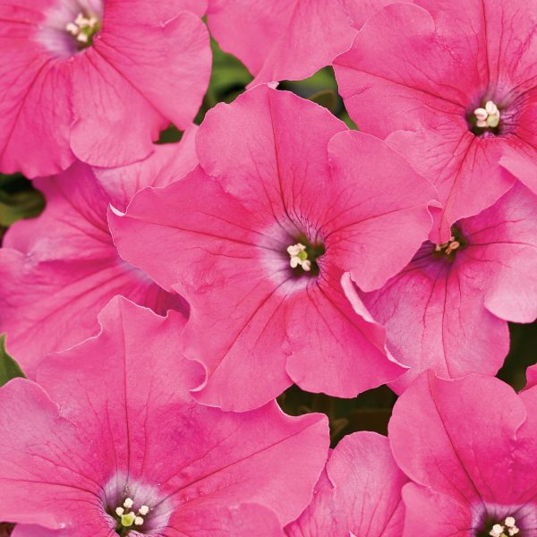 PETUNIA SUPERTUNIA GIANT PINK PETUNIA