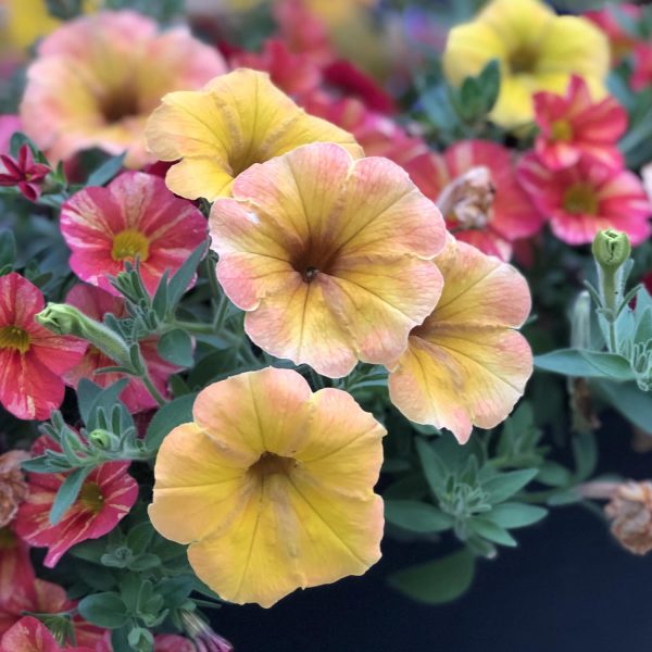 PETUNIA SUPERTUNIA HONEY PETUNIA