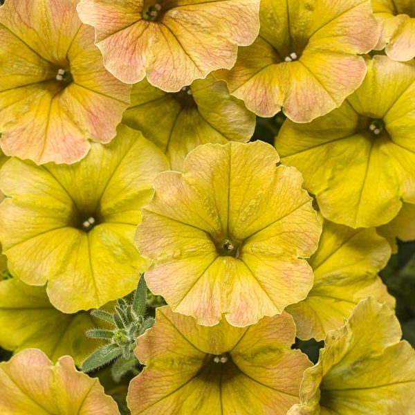 PETUNIA SUPERTUNIA HONEY PETUNIA